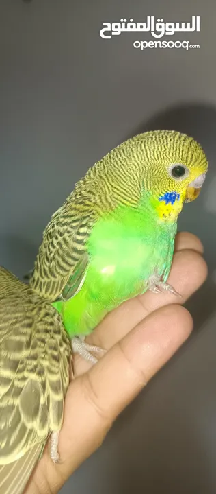 طيور حب نوعيه ممتازه