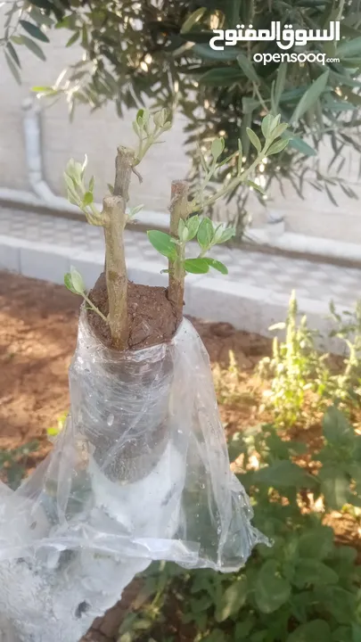 كافة الخدمات والأعمال الزراعية بأحدث الطرق العلمية