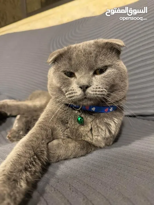 قط Scottish Fold للبيع بسعر مميز