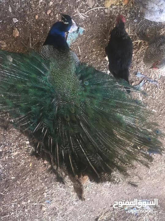 طاووس ذكرر