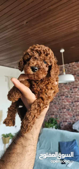 PURE BREED RED TOY POODLE PUPPIES