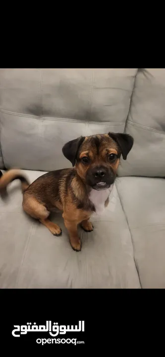 French terrier and black pug hybrid