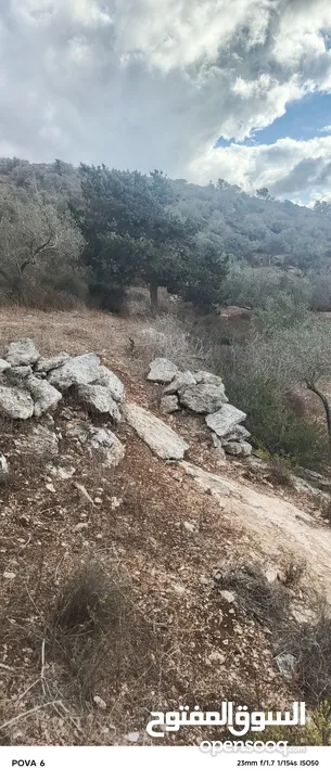 ارض للبيع زيتون