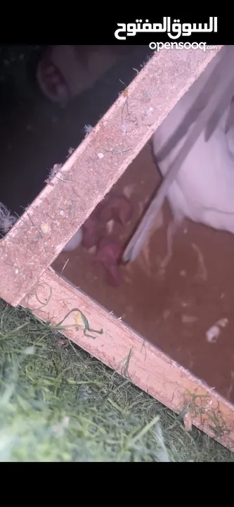 جوز دره البينو تحتو 3 فراخ و ضل بيضتين