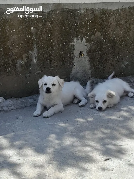 Pure white Loulou puppies for sale-3 months old- /puppy