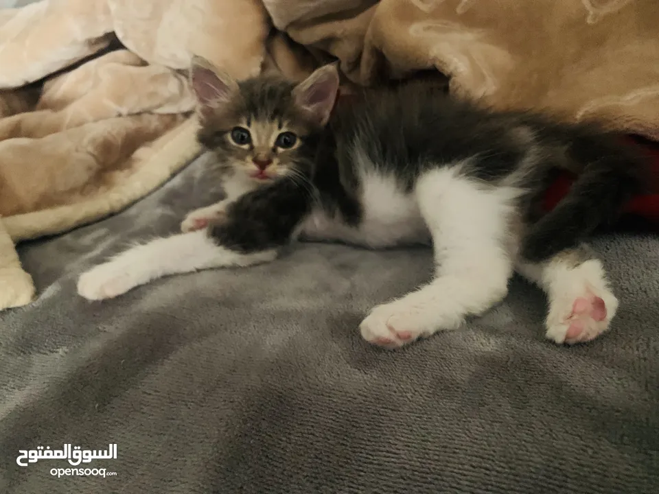 قطة صغيرة للبيع ( عمر شهرين تقريباً )