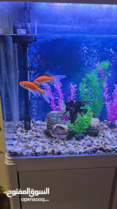 للبيع حوض أسماك زينة استخدم بسيط و بحالة ممتازة مع جميع الملحقات و المستلزمات