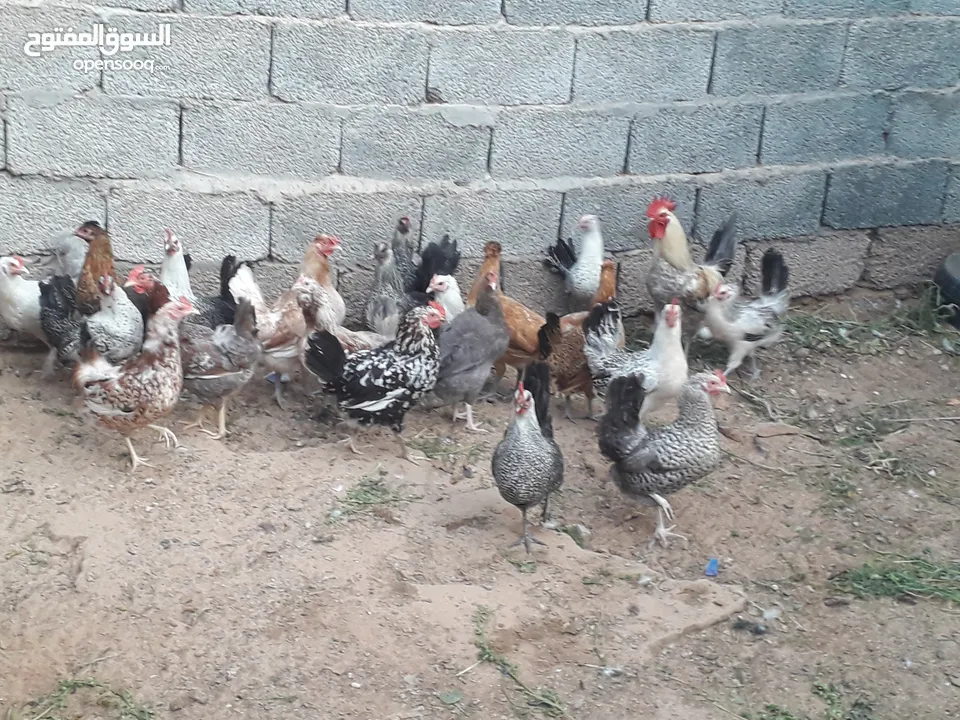دجاج عربي عتاتيق ايدحي
