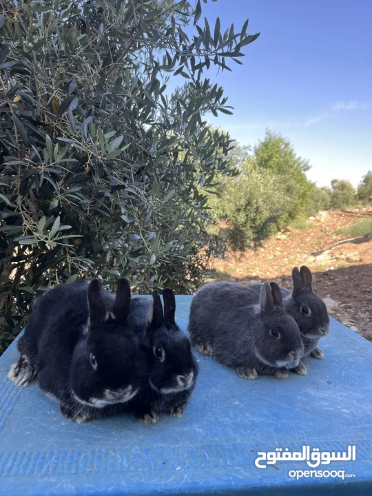 ارانب زينه •••الارنب المقزم وانجورا تيدي بير بيور•••