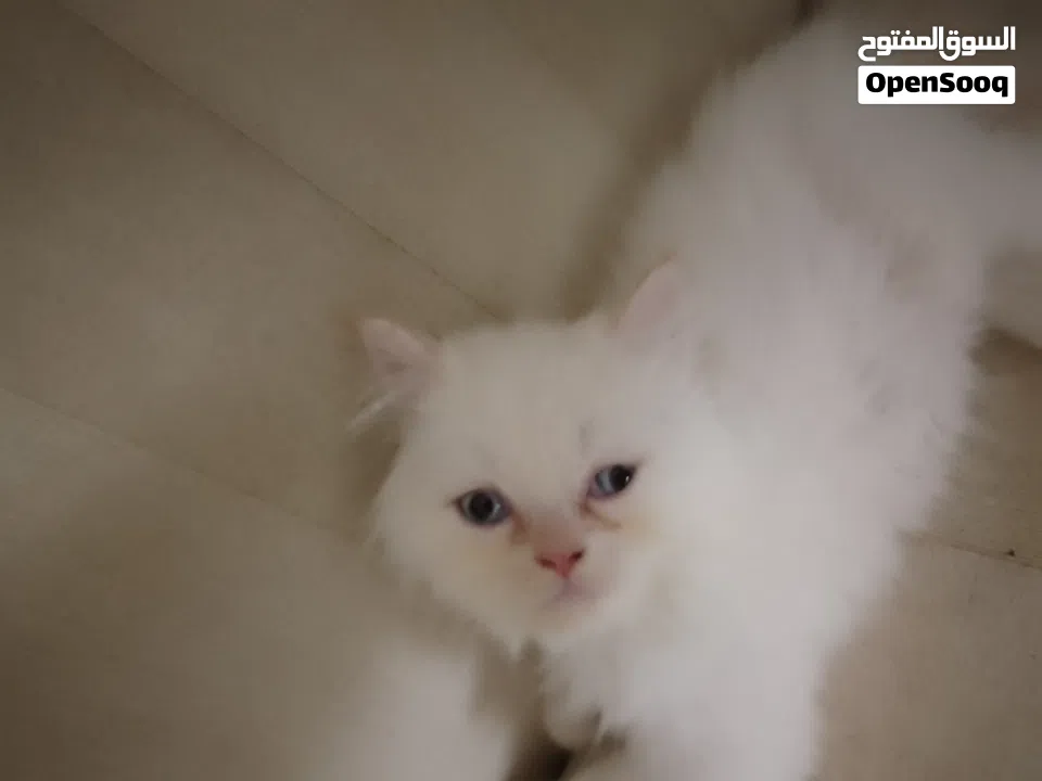 beautiful kitten 2 month old for sale