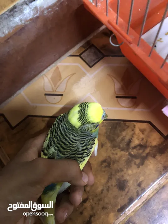 فحل حب شبه الف سعر مغري جدااا