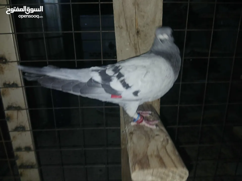 كوم كامل للبيع  دينارين ونص الحبه زق وكش الفحول كلها كش