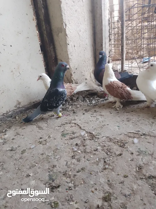 متاح جواز و حبات فلت موجودات طبربور سعرهن كويس