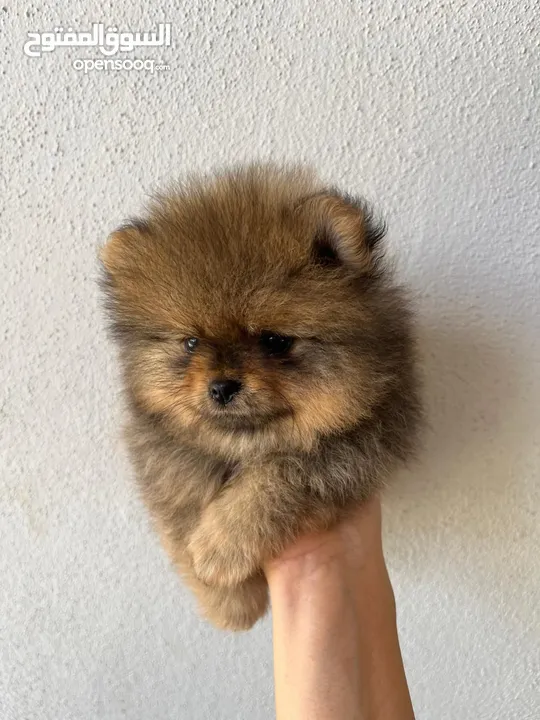 Pomeranian, 3 months كلب بوميرانيان ذكر عالي الجودة، عمره ثلاثة أشهر.