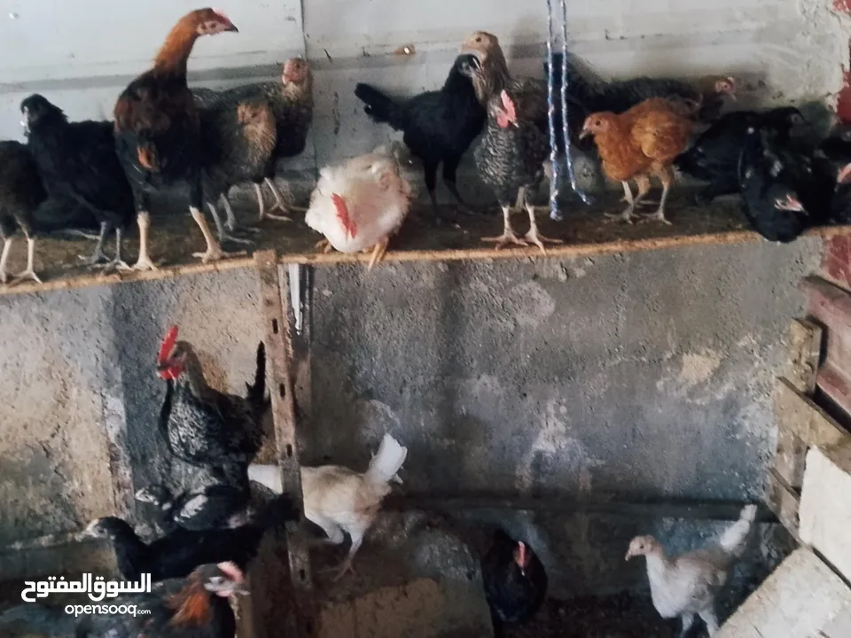 العمر من ثلاثه أشهر ولغايه سته أشهر
