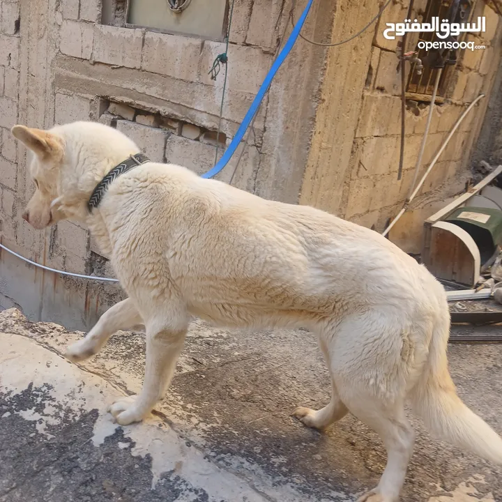 اناثي هاسكي في الزرقاء جنب مجمع الجديد جناعه