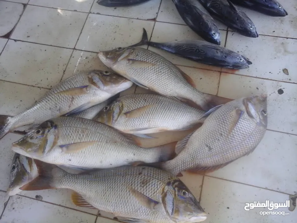 اسماك للبيع بالطن جملة الجمله