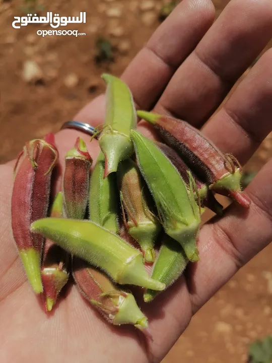 باميا بلديه 100٪ بعليه