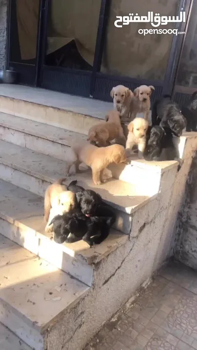 Puppy golden retriever & black retriever