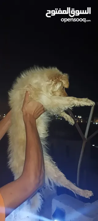 كلب زينه ذكر