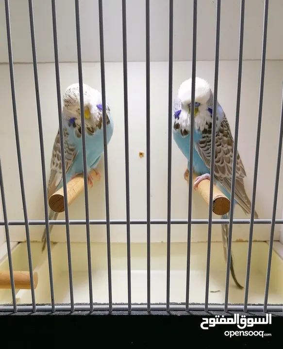 للبيع زوج بادجي انجليزي فل انجلش