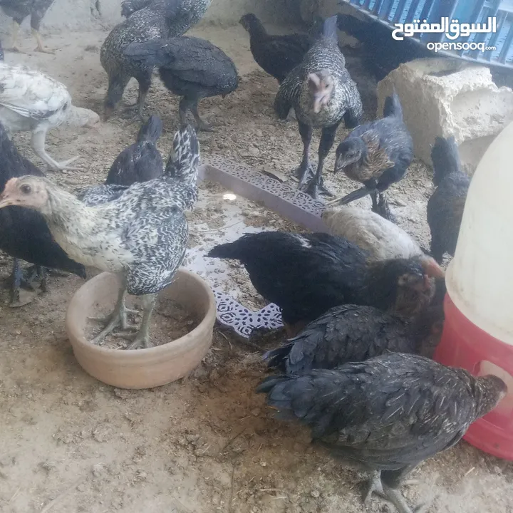 بسم الله فرخات نخب اول