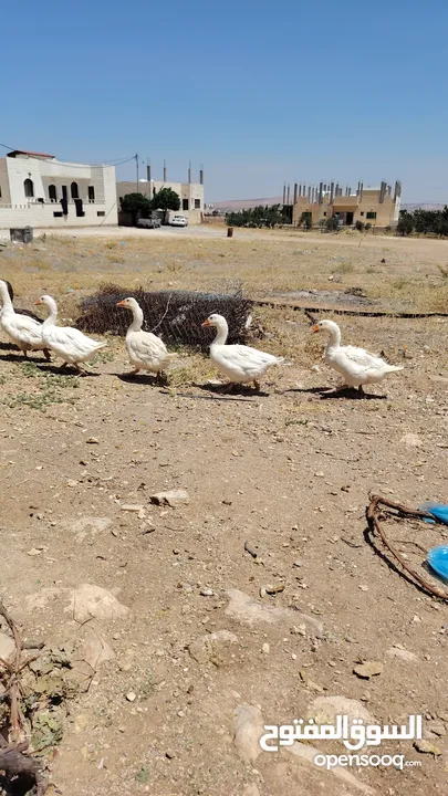 وز عدد 7 الكرك القصر