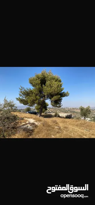 قطعت ارض في أم جوزه دنم و 23 متر (قابل  للتفاوض)موقع رائع الحجر مستورد من نابلس و انبا في 1950