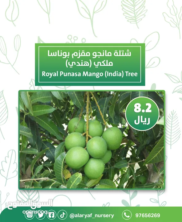 شتلات و أشجار المانجو المختلفة لدى مشتل الأرياف بأسعار مناسبة ومنافسة  mango tree