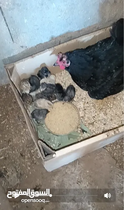 3 جاجات مع فراخهم