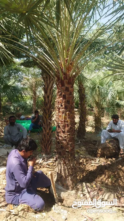 Date Palm Trees Fresh And Healthy