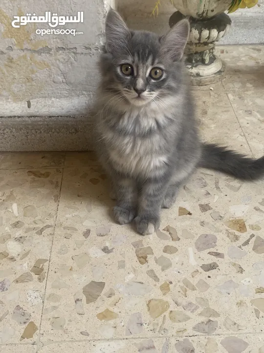 قطط للبيع او التبني