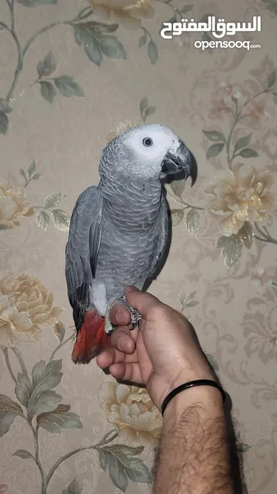 Kasko gray parrot