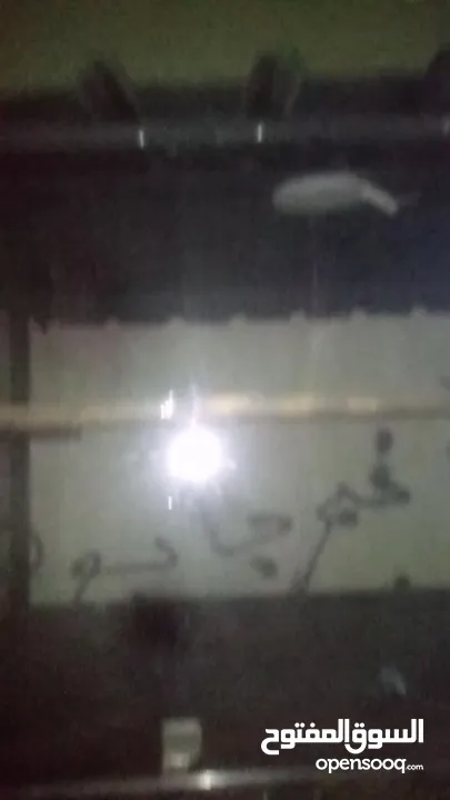 عربيه جديده للايجار  الله يرزق الجميع