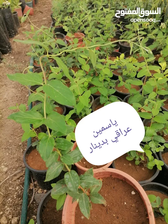 اشتال للبيع يتوفر اشتال منوعه وجميله