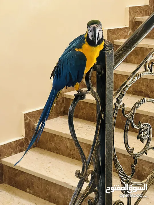 Macaw parrot