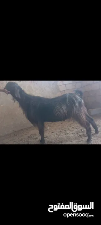 بسم الله الرحمن الرحيم معز مقنوي مكفول ظحيه او مقنوي سن حبات وقطعه وشكل مشاء الله