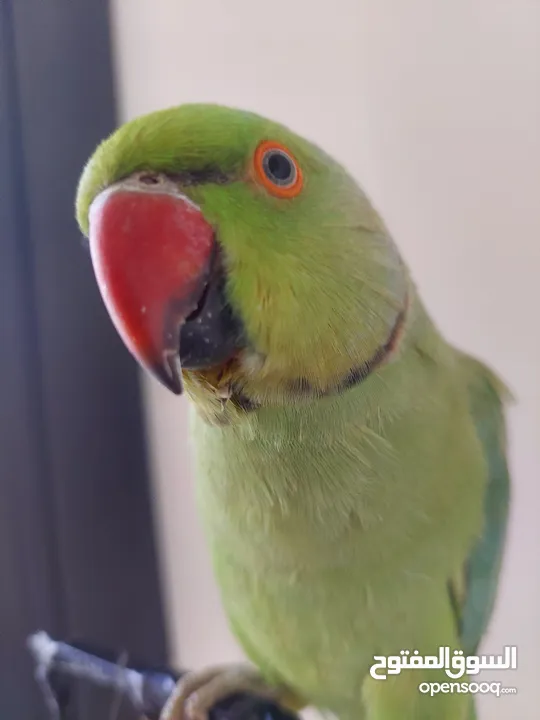 ببغاء درارة هندي ذكر اسمو كوكو عمر سنتين مطوق اليف جدا ما بعض نهائي لعوب بحب الاطفال