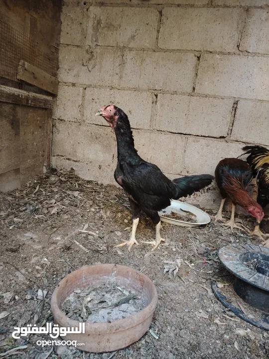 باكستاني، براهما، امهات لاحم فرخات عمر 3 شهور  صوص باكستاني حر  ديوك باكستاني خط أول و فرخات شغالة
