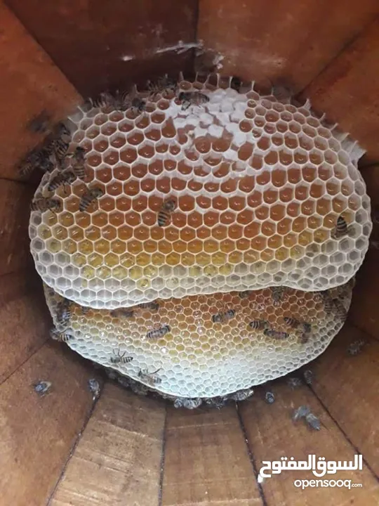 مناحل سوار العسل لبيع كافة منتجات النحل