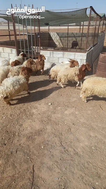 خرفان وعبر العدد 29 مسكرات لحم بالصلاه على النبي
