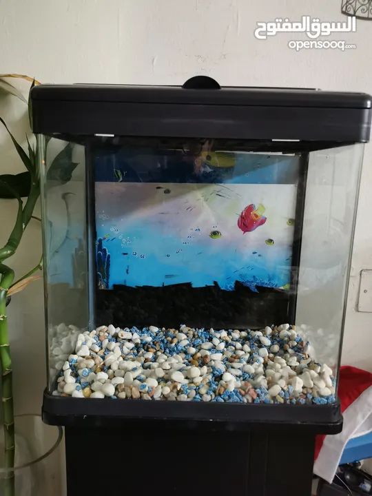 Aquarium for sale with filter and light