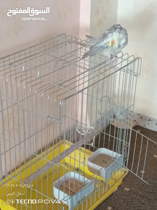طائر كوكتيل اليف 100% مع قفص كاسكو