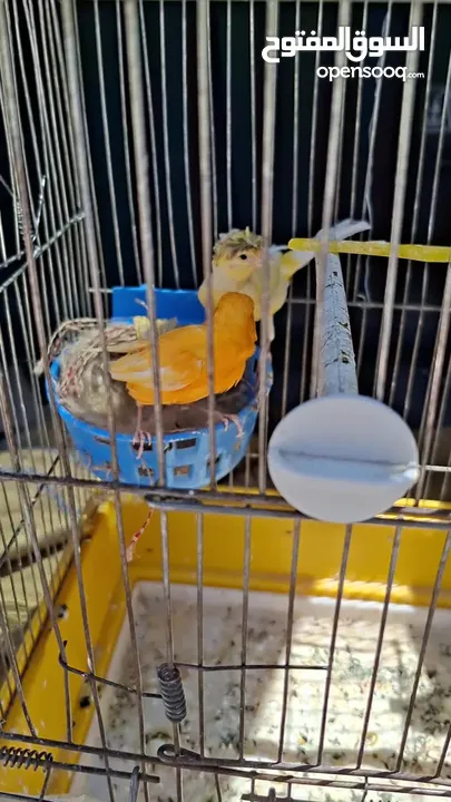 جوز كنار تحتهم بيض