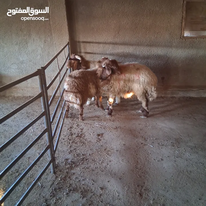 خرفان بلدي نذر او عقيقه للبيع وزن من 47 ل 50