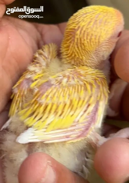 African Lovebird Chick