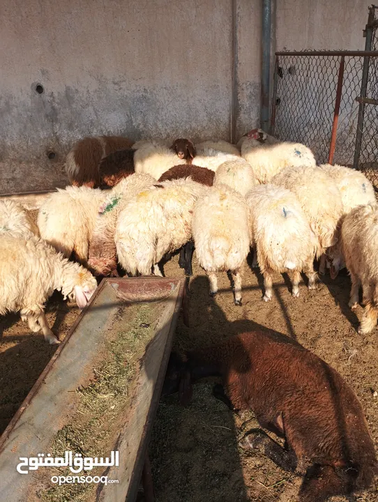 ذبيح للبيع طيبه سمان عزيمه ثلاجه خرفان طيبة هرفي جذع وتساب اتصال لتوصيل جميع مناطق قطر سوري بلدي
