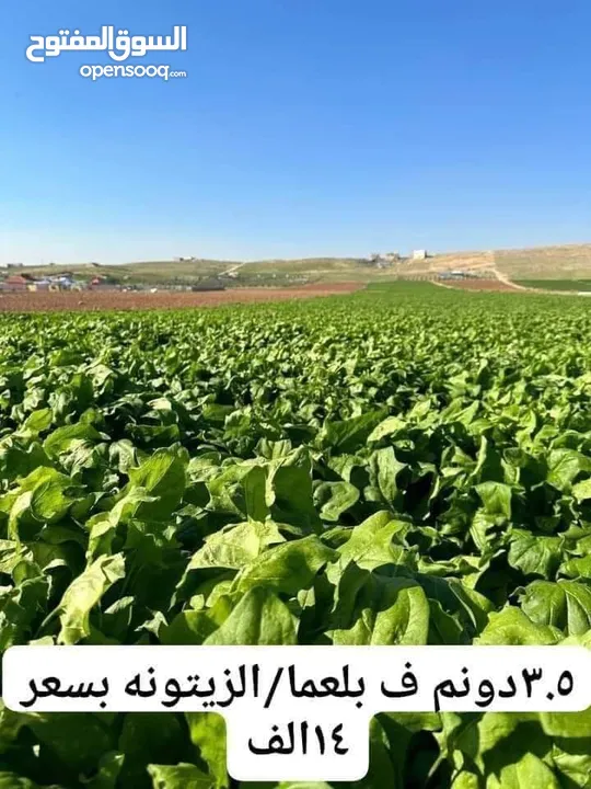 قطع أراضي للبيع شرق جرش