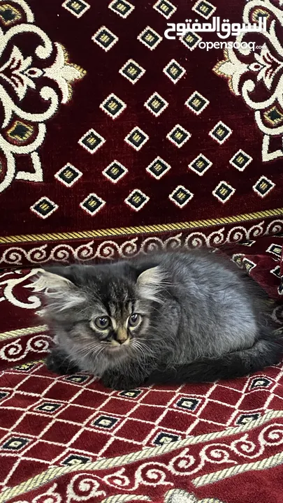 قطه عمرها شهرين ونص ، امها هملايا و والدها سكوتش