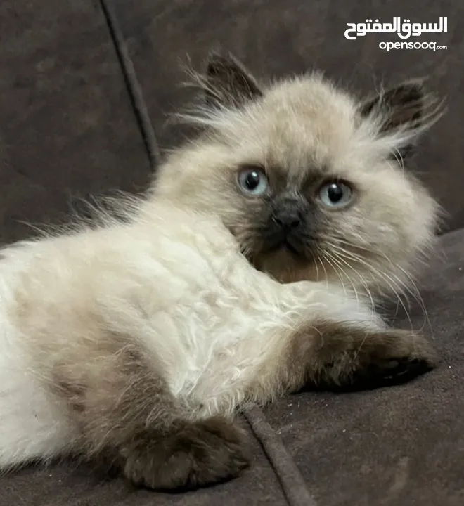 قطط ذكور من أصول نقيه واحد همالايا تشوكلت لونج هير بلو بوينت وواحد بريتش ريد لونج هير مقزم للجادين